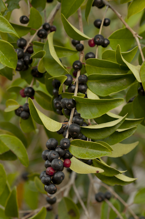 اوجنیا اکسیلاریس